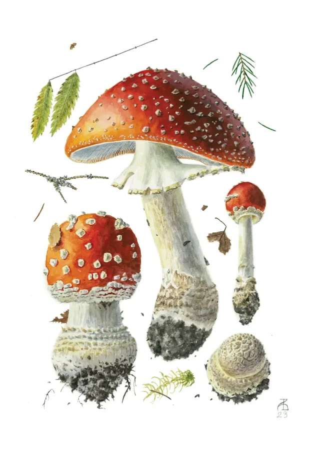 Pomegranate Alexander Viazmensky Amanita muscaria kort