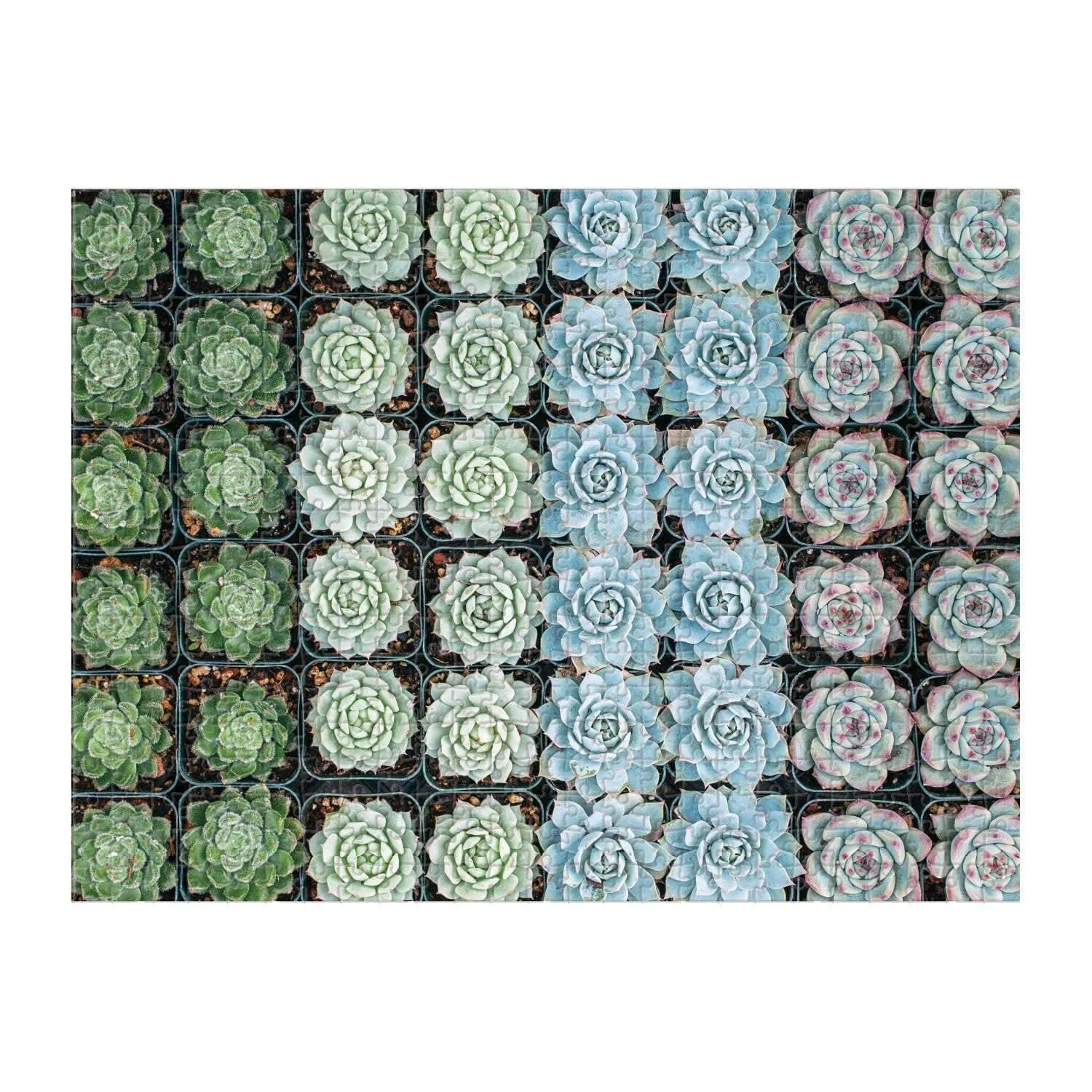 Galison Succulent Garden 500 puslespil dobbeltsidet 500 brikker