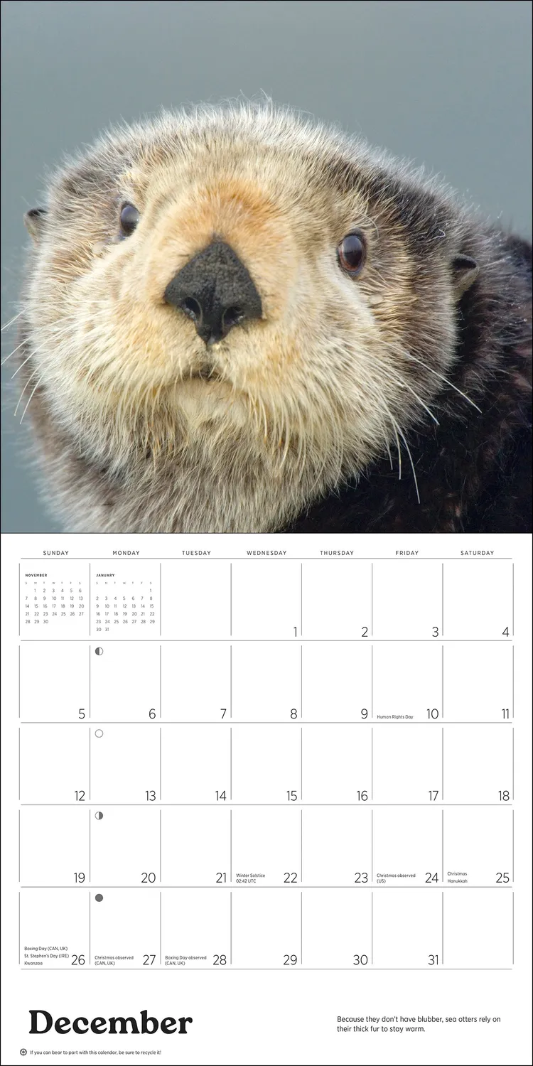 Pomegranate Sea Otters 2027 vægkalender havoddere