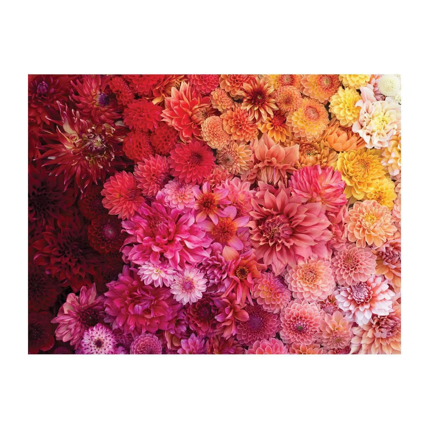 Good Puzzle Co. Cut Flower Garden puslespil 500 dobbeltsidet