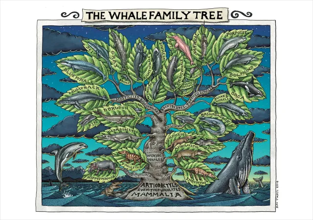 Pomegranate Ray Troll Whale Family Tree kort hval