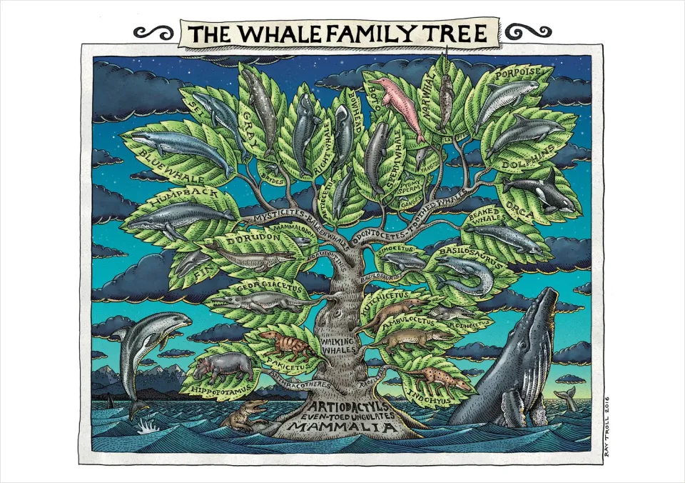 Pomegranate Ray Troll Whale Family Tree kort hval