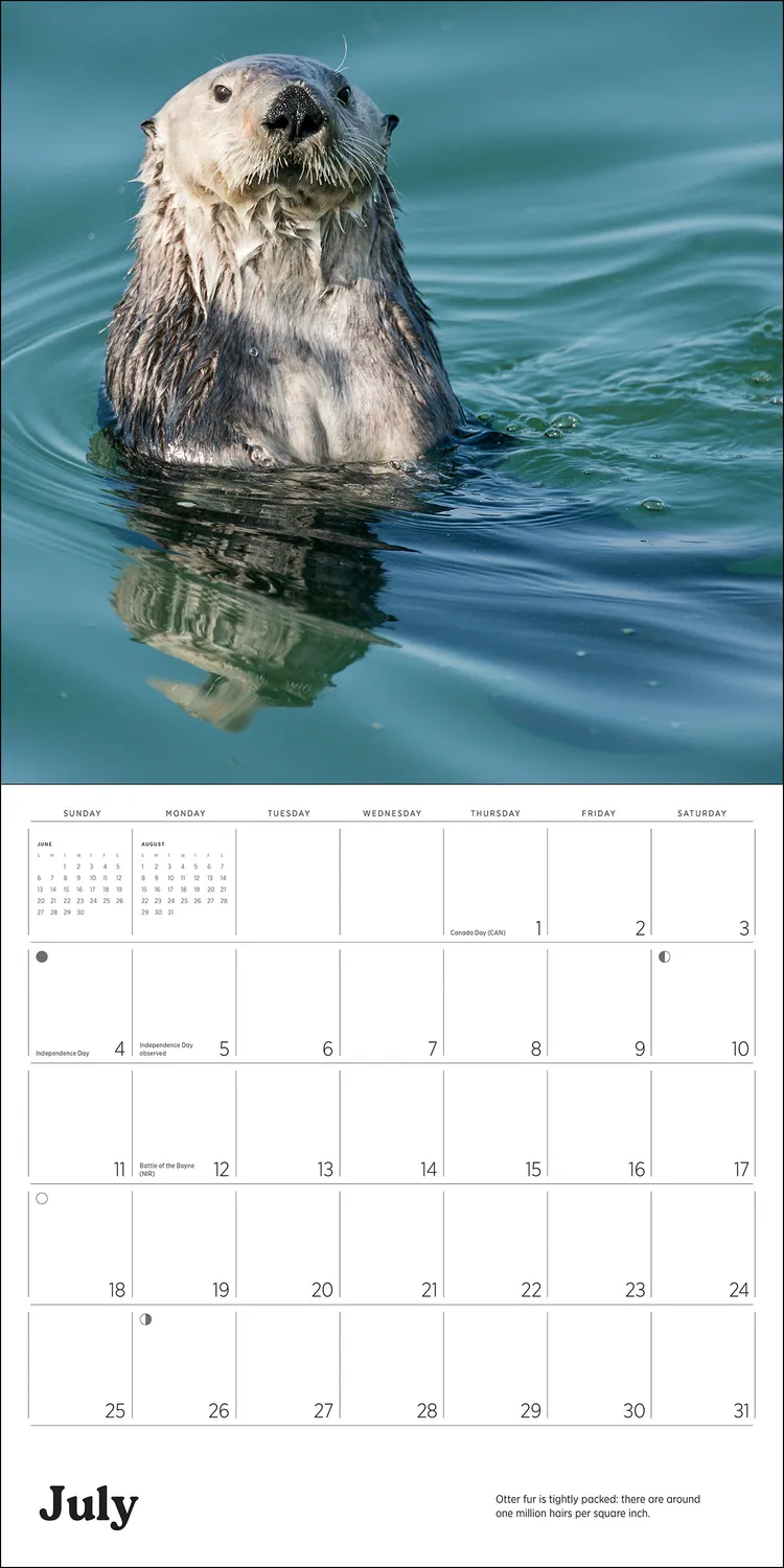 Pomegranate Sea Otters 2027 vægkalender havoddere