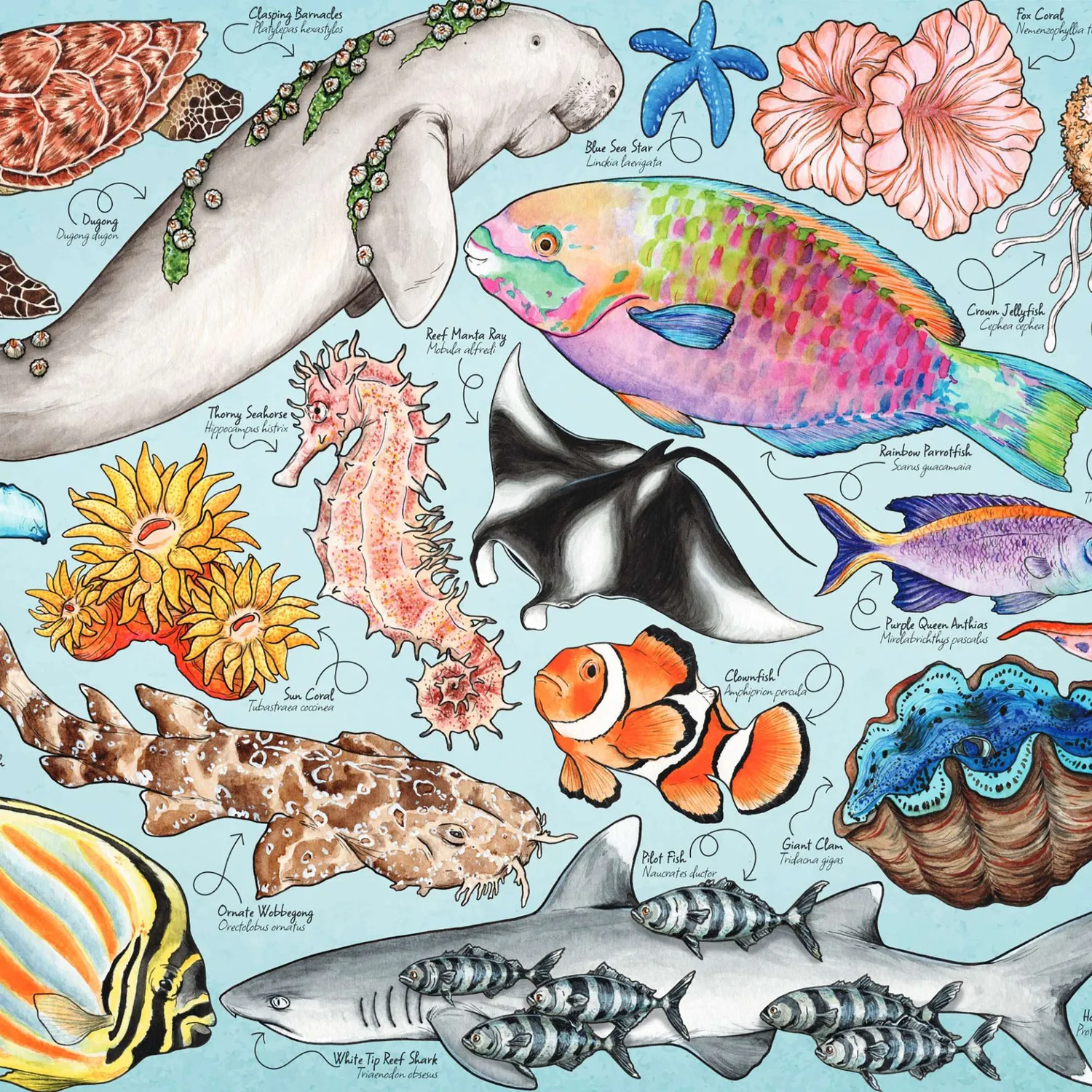House of Puzzles Great Barrier Reef puslespil 1000 brikker hav