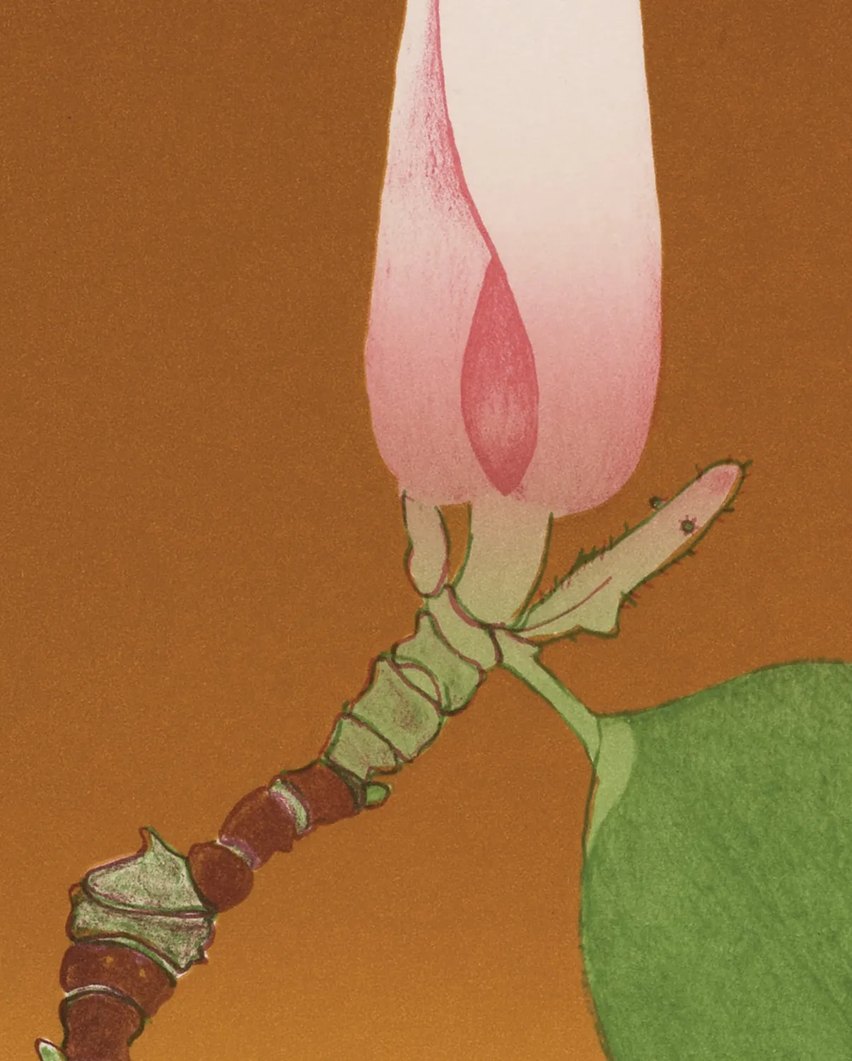 Pomegranate Magnolia Bud bogmærke blomst Beth Van Hoesen