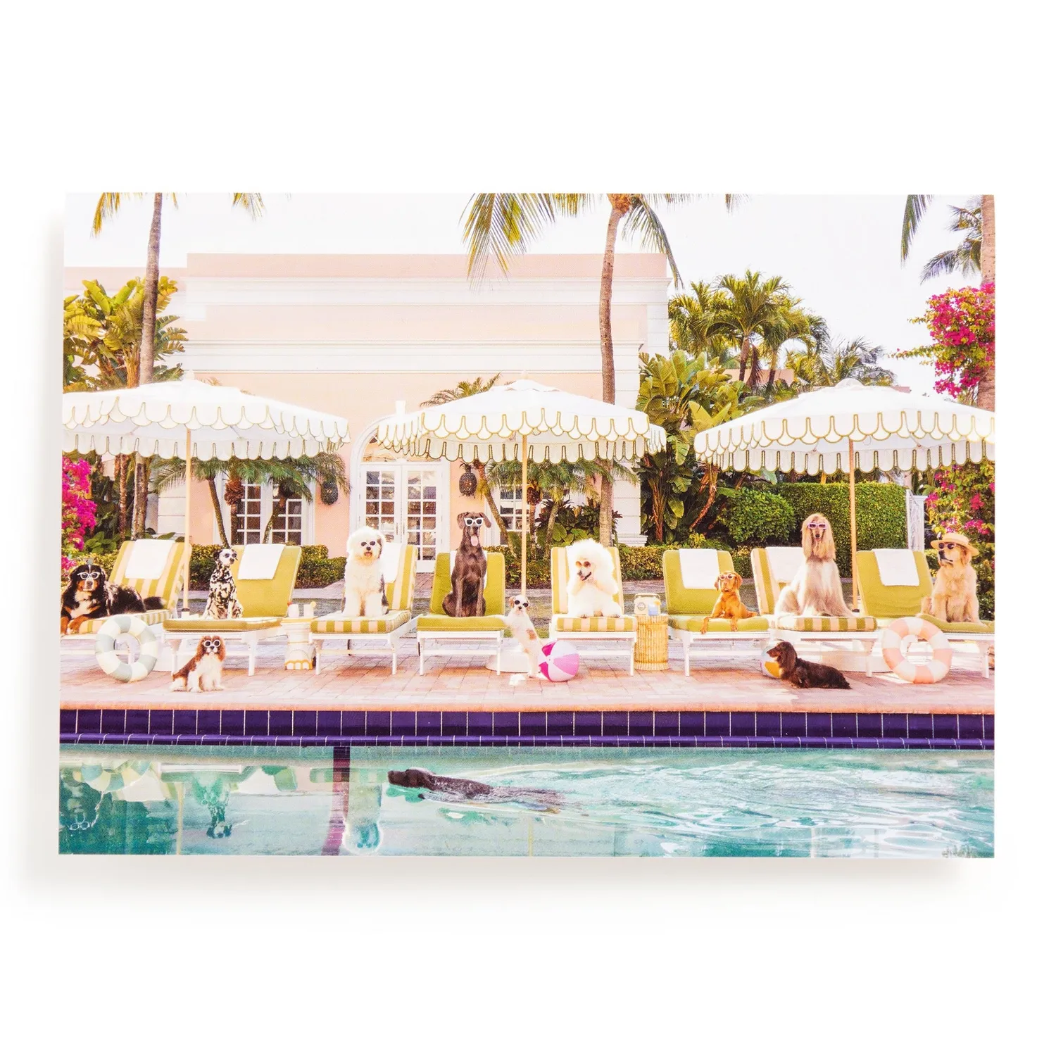 Gray Malin Pool Day Palm Beach puslespil 1000 brikker hunde