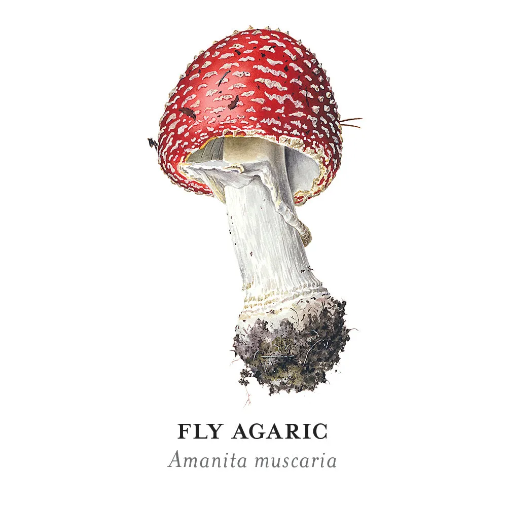 Pomegranate Mushrooms Viazmensky huskespil 36 par svampe