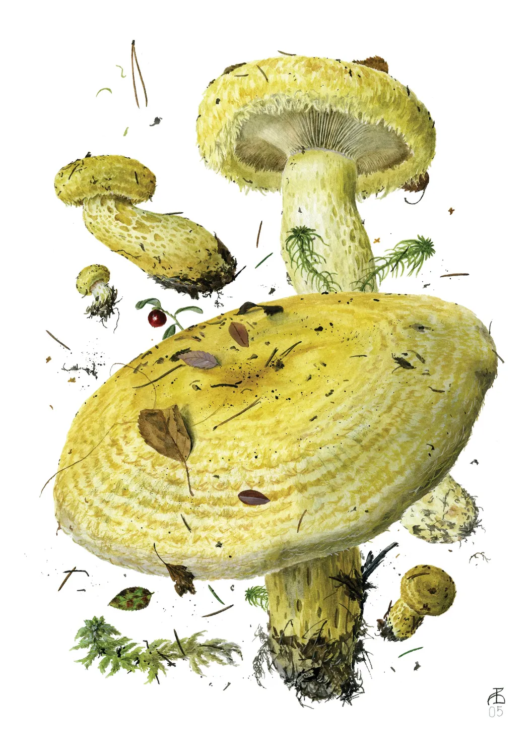 Pomegranate Mushrooms Viazmensky kort sæt 20 stk svampe