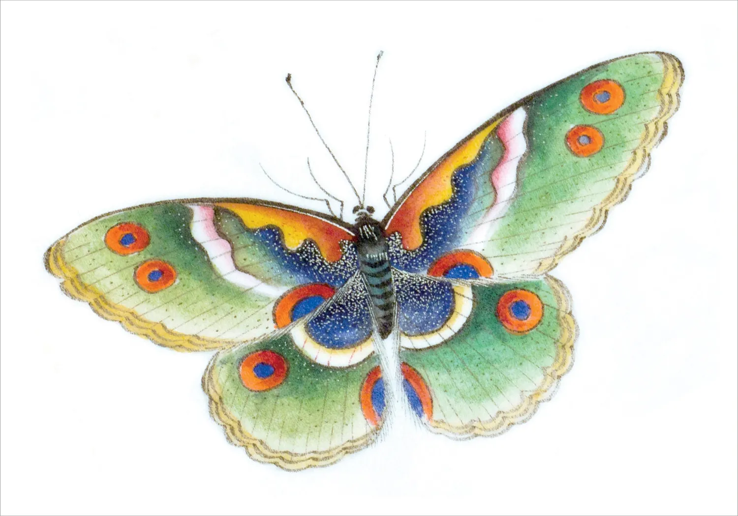 Pomegranate Butterfly kortæske – sommerfugl akvarel