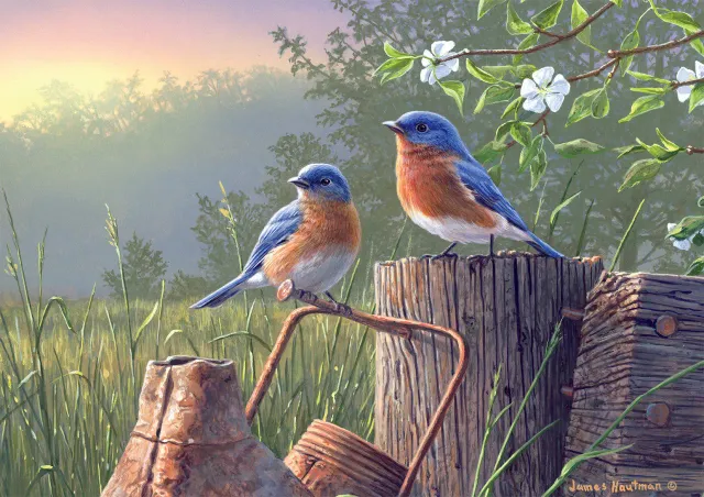 Buffalo Games Daybreak Bluebirds puslespil 500 fugle
