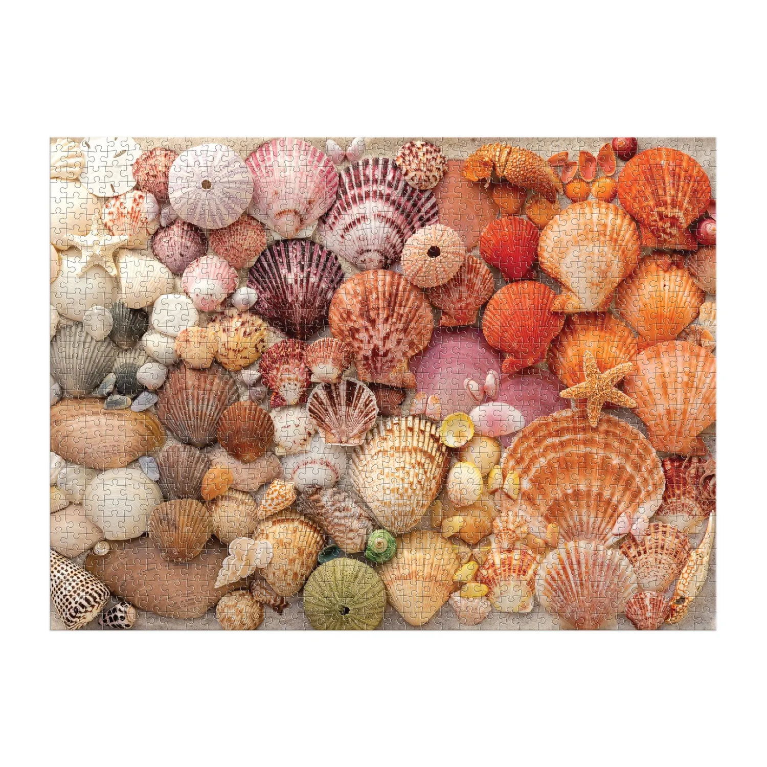 Good Puzzle Co. Vibrant Seashells puslespil 1000 muslinger