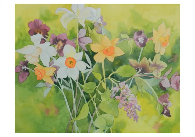 Pomegranate Molly Hashimoto Daffodils fødselsdagskort blomster
