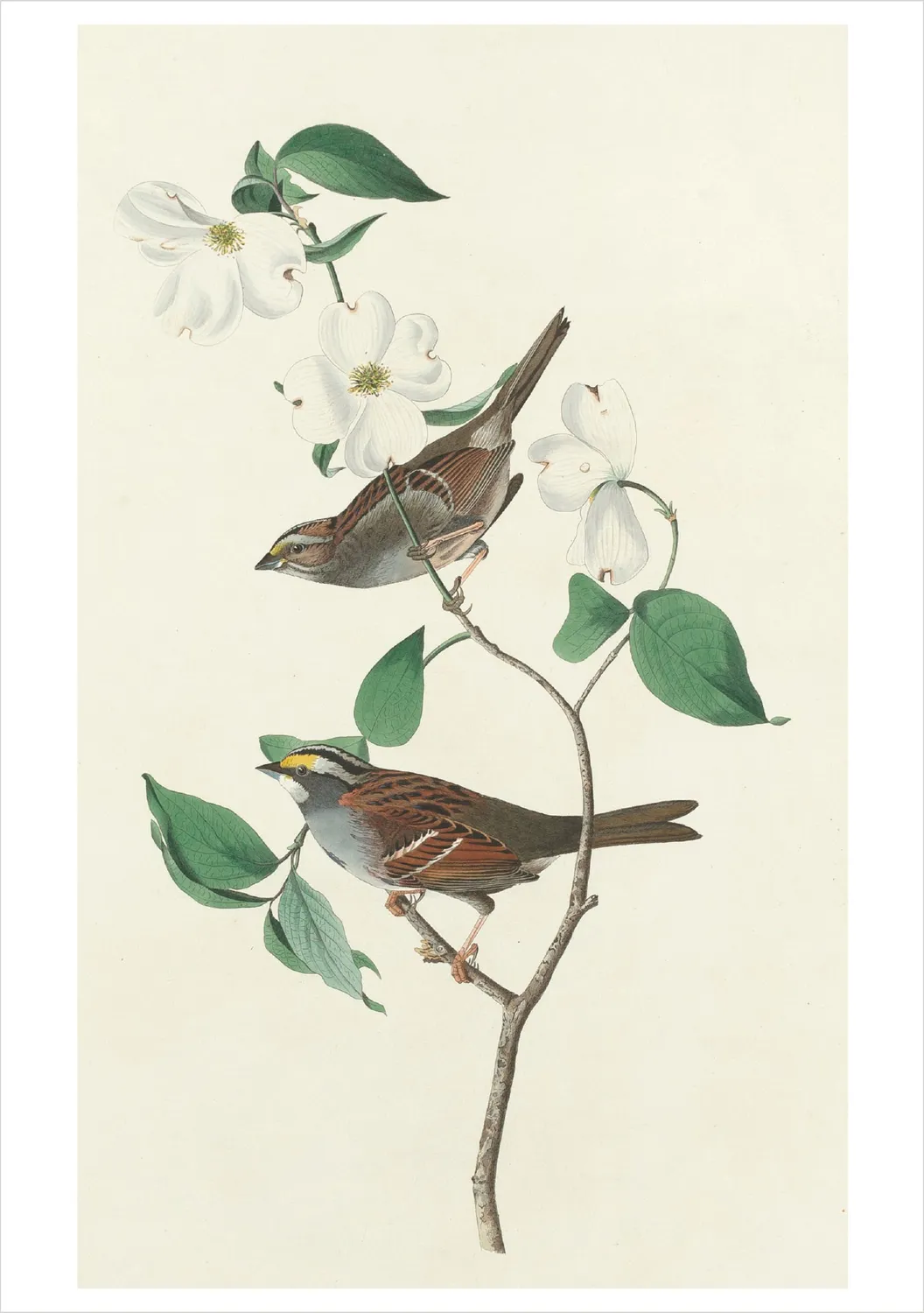 Pomegranate Audubon Songbirds kortæske 20 kort fugle