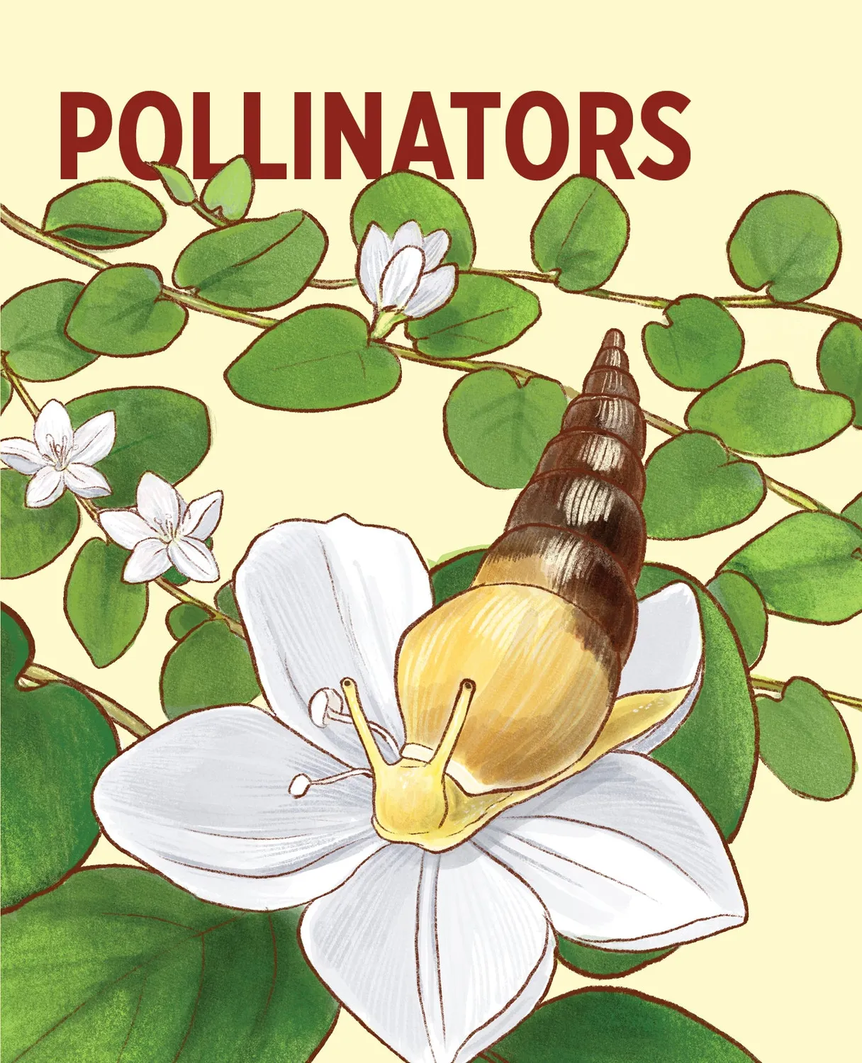 Pomegranate Pollinators Knowledge Cards lærekort 48 stk
