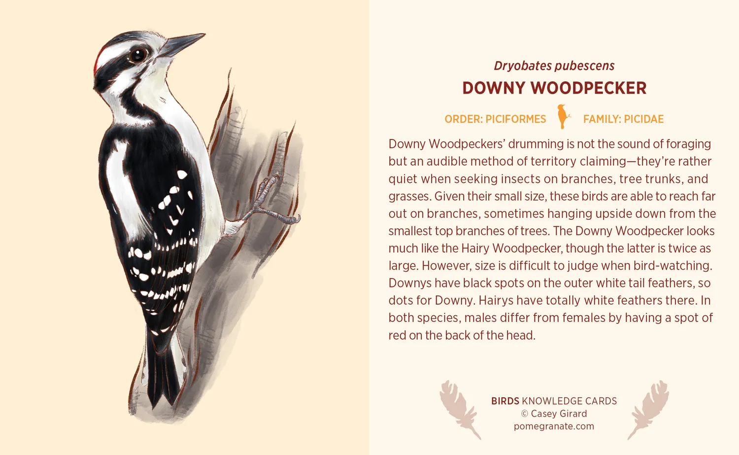 Pomegranate Knowledge Cards Birds videnskort 48 kort