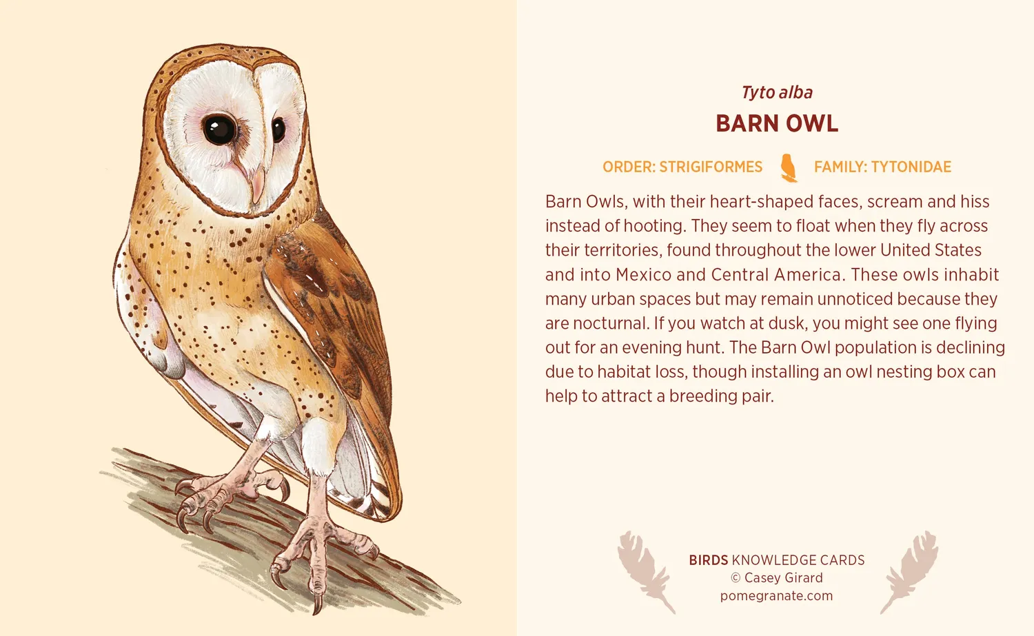 Pomegranate Knowledge Cards Birds videnskort 48 kort