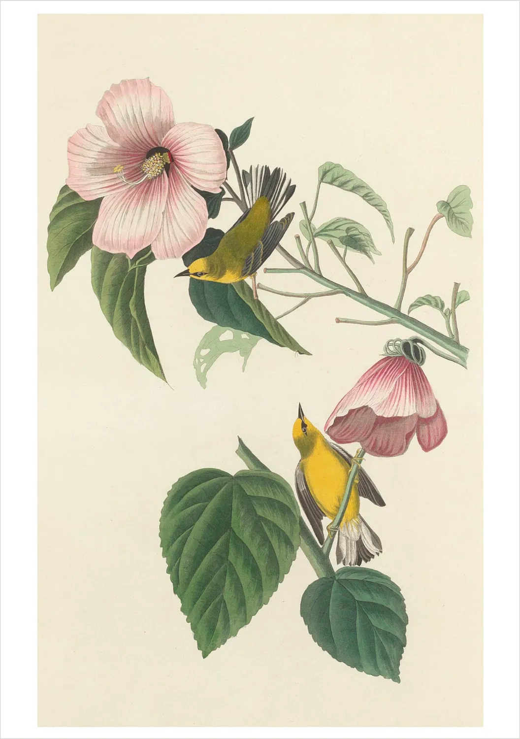 Pomegranate Audubon Songbirds kortæske 20 kort fugle