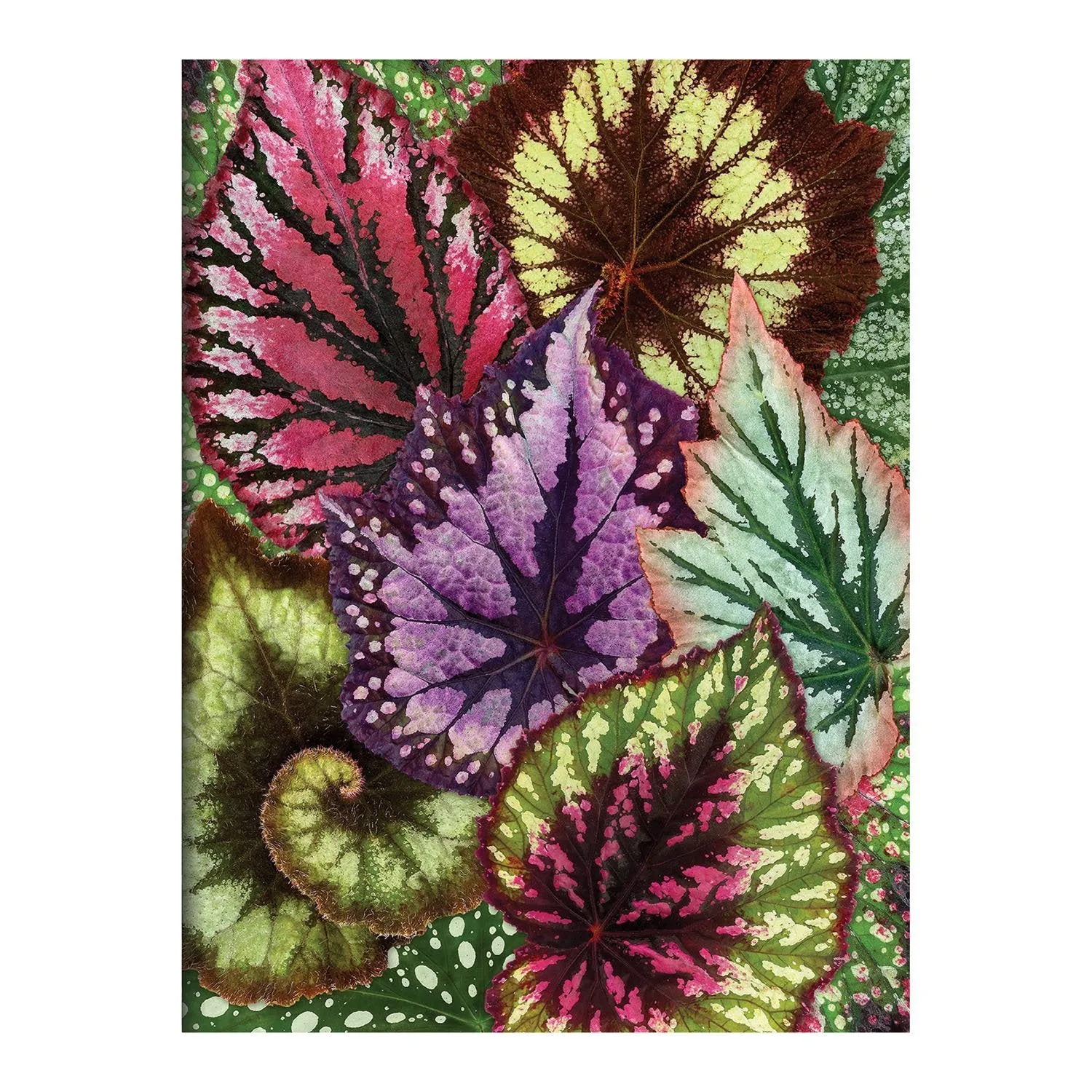 Good Puzzle Co. Houseplant Jungle kortæske 16 kort planter