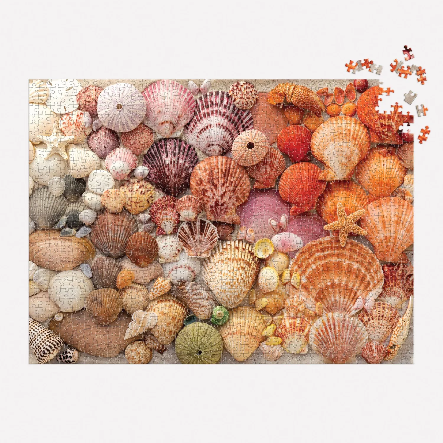 Good Puzzle Co. Vibrant Seashells puslespil 1000 muslinger