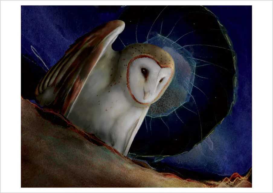 Pomegranate Barn Owls kortæske 20 brevkort uglemotiv