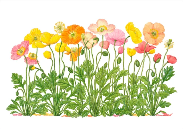 Erin E. Hunter Iceland Poppies fødselsdagskort enkelt