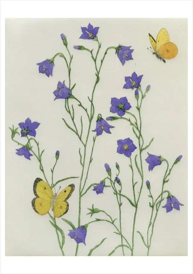 Pomegranate Bebb Harebells fødselsdagskort blomst