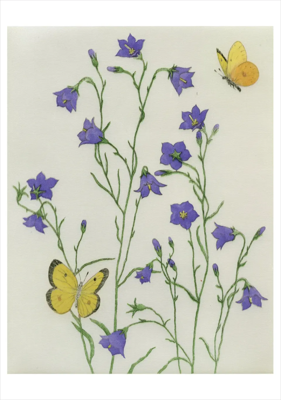 Pomegranate Bebb Harebells fødselsdagskort blomst