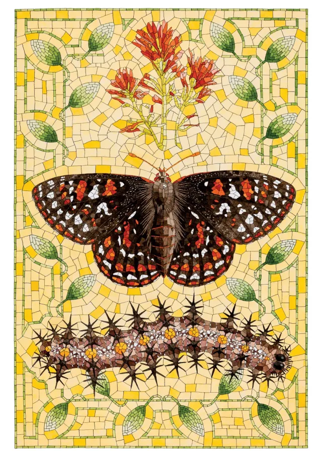Pomegranate David Cohen Taylors Checkerspot fødselsdagskort