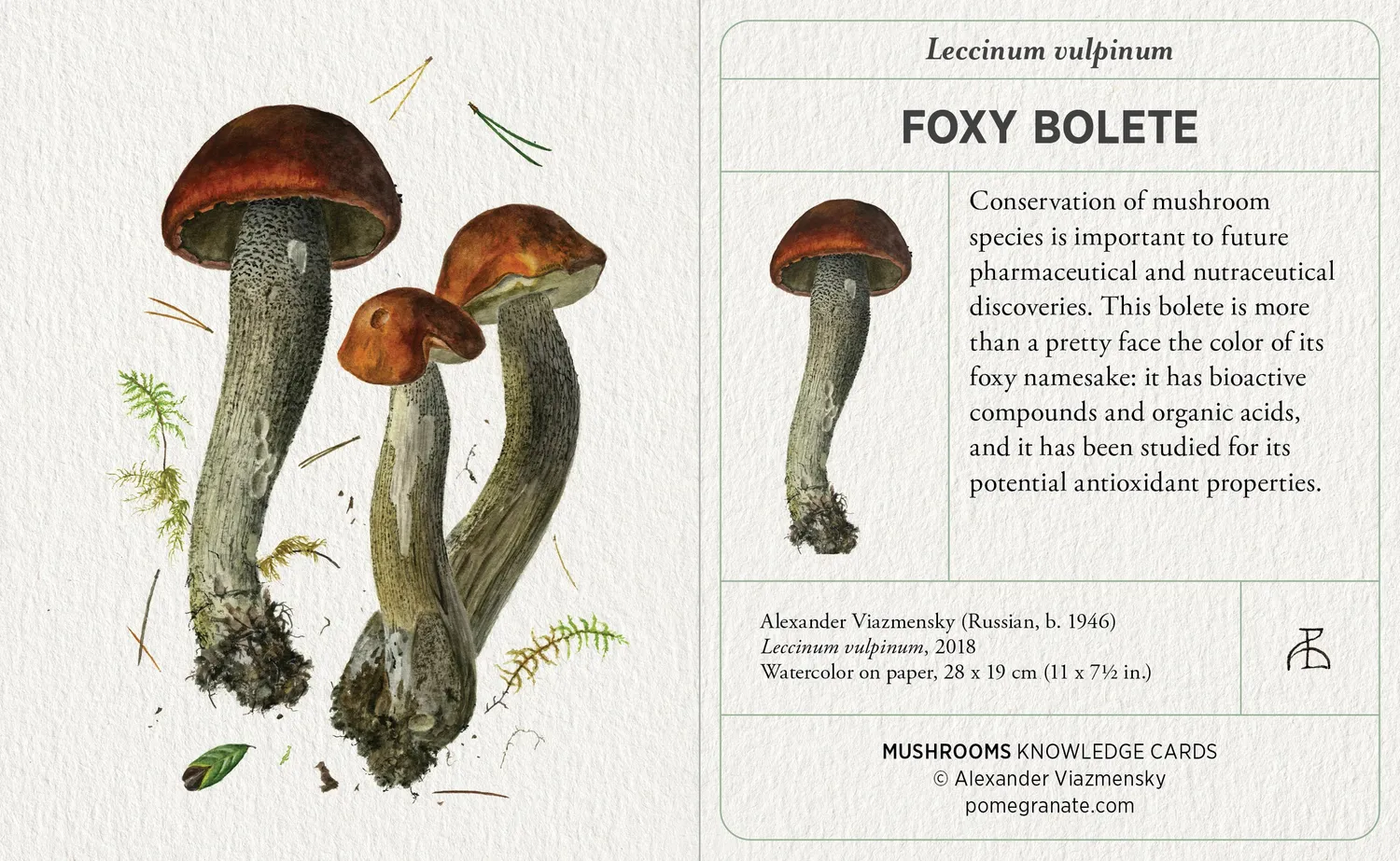 Pomegranate Viazmensky Mushrooms videnskort 48 stk