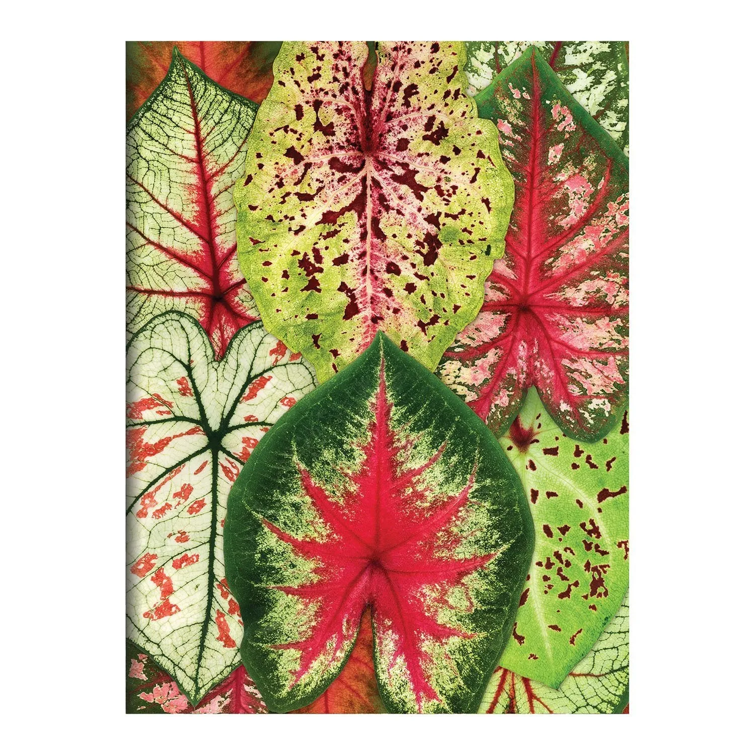 Good Puzzle Co. Houseplant Jungle kortæske 16 kort planter