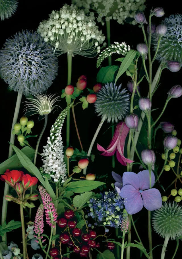 Pomegranate Deb Stoner Allium Gooseneck fødselsdagskort blomster