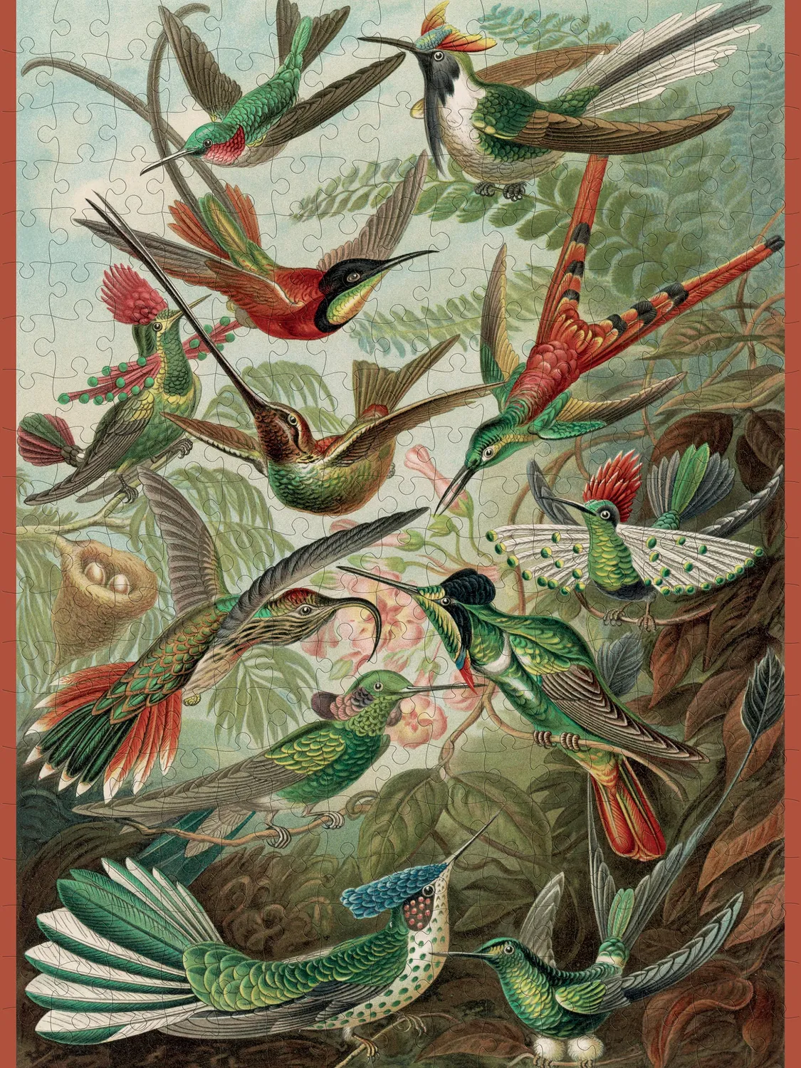 Pomegranate Ernst Haeckel Hummingbirds puslespil 300 brikker