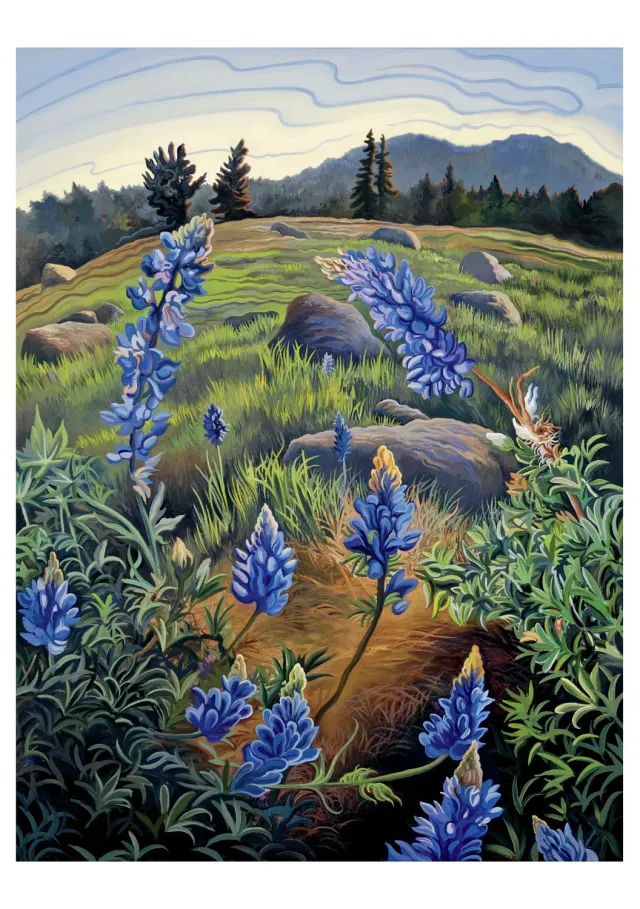 Pomegranate Phyllis Shafer Hope's Lupine fødselsdagskort landskab
