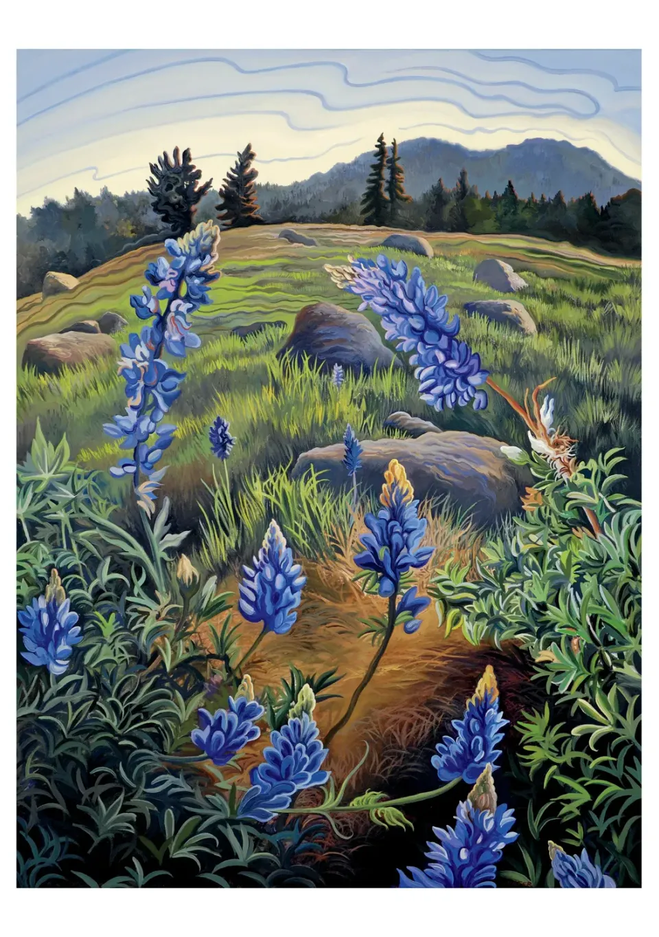Pomegranate Phyllis Shafer Hope's Lupine fødselsdagskort landskab