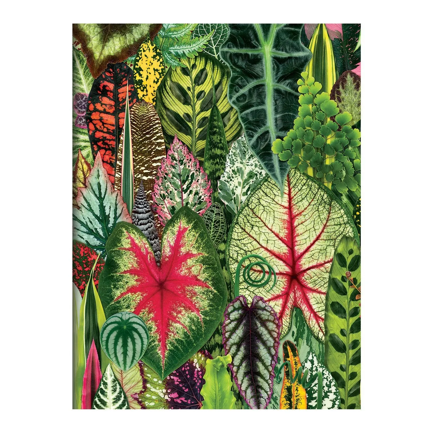 Good Puzzle Co. Houseplant Jungle kortæske 16 kort planter